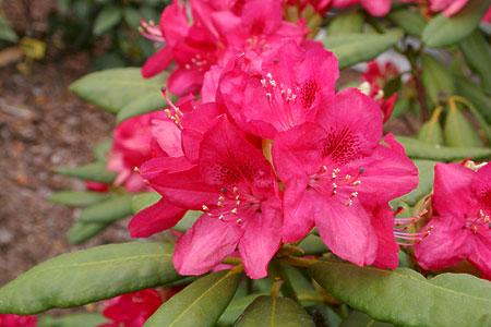 Rododendrony wielkokwiatowe Dr H.C.DRESSELHUYS rubinowoczerwony
